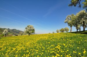 Miele di tarassaco, benefici e ricetta